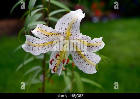 Lilium Auratum golden durchleuchtet Goldband Lilie Lilien weiß gesprenkelten Arten Japan japanische Berg Lilie RM floral Stockfoto