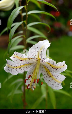 Lilium Auratum golden durchleuchtet Goldband Lilie Lilien weiß gesprenkelten Arten Japan japanische Berg Lilie RM floral Stockfoto