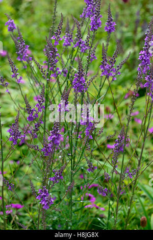 Linaria Purpurea Leinkraut lila Blume Blumen Blüte Spike mehrjährige Pflanze Klumpen bilden RM Floral Stockfoto