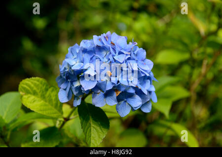 Hydrangea Macrophylla Lacecap blaue Blumen Mophead Mopheaded sommergrüne Sträucher blühen blühenden lila Blume RM Floral Stockfoto