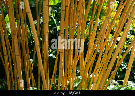 Phyllostachys Aureosulcata Aureocaulis gelb ergeben sich Bambus Golden Crookstem Bambus attraktiven Farbe Gartenpflanze RM Floral Stockfoto