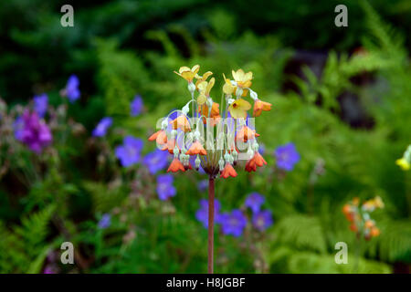 Primula Florindae orange Form blaue Geranie Gerwat Rozanne riesige Himalaya Schlüsselblume Farbgebung Kombination Garten RM Floral Stockfoto