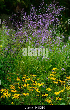 Thalictrum Delavayi Hewitt Doppel Rudbeckia Fulgida Goldsturm lila gelb mehrjährige krautige Pflanzen Garten RM Floral Stockfoto