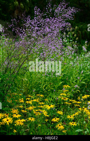 Thalictrum Delavayi Hewitt Doppel Rudbeckia Fulgida Goldsturm lila gelb mehrjährige krautige Pflanzen Garten RM Floral Stockfoto