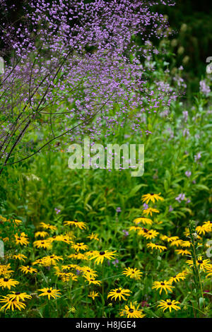 Thalictrum Delavayi Hewitt Doppel Rudbeckia Fulgida Goldsturm lila gelb mehrjährige krautige Pflanzen Garten RM Floral Stockfoto