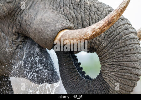 Teil einer Reihe von Bildern dokumentiert die komplexen sozialen Interaktionen des afrikanischen Elefanten, wenn sie zu trinken versammeln. Stockfoto