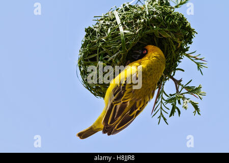 Südlichen maskierte Weber (Ploceus Velatus) Nestbau, Botswana Stockfoto
