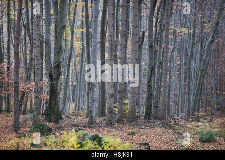 Zahlreiche Buche Bäume Stämme in Buche Herbst Wald Fagus sylvatica Stockfoto