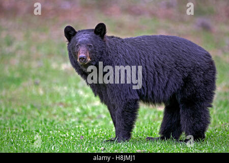 Schwarzbär, der auf der Wiese steht, in die Kamera schaut, Portraitprofil-Ansicht. ( Ursus americanus ). Stockfoto