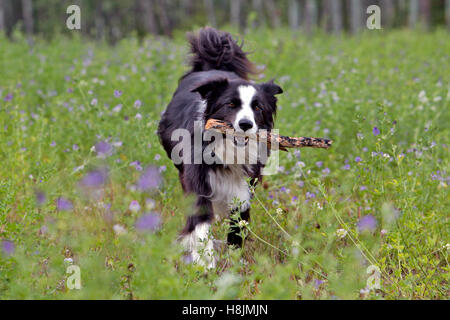 Border Collie mit Stick laufen auf Wiese rosa Blüten Stockfoto