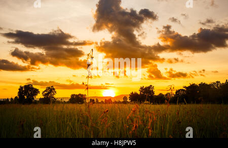 Reisfelder am Abend bei Sonnenuntergang. Stockfoto