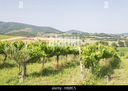 Weinberge in der Nähe von Montefalco in der Val di Spoleto in Umbrien. Es ist bekannt für seinen Rotwein der Sagrantino. Stockfoto