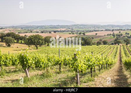 Weinberge in der Nähe von Montefalco in der Val di Spoleto in Umbrien. Es ist bekannt für seinen Rotwein der Sagrantino. Stockfoto