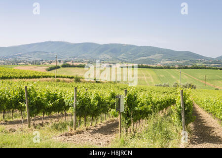 Weinberge in der Nähe von Montefalco in der Val di Spoleto in Umbrien. Es ist bekannt für seinen Rotwein der Sagrantino. Stockfoto