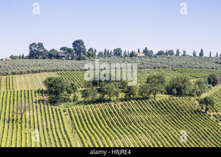 Weinberge in der Nähe von Montefalco in der Val di Spoleto in Umbrien. Es ist bekannt für seinen Rotwein der Sagrantino. Stockfoto