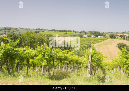 Weinberge in der Nähe von Montefalco in der Val di Spoleto in Umbrien. Es ist bekannt für seinen Rotwein der Sagrantino. Stockfoto
