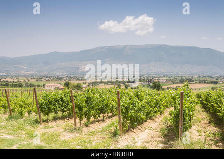 Weinberge in der Nähe von Montefalco in der Val di Spoleto in Umbrien. Es ist bekannt für seinen Rotwein der Sagrantino. Stockfoto