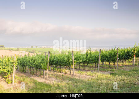 Weinberge in der Nähe von Montefalco in der Val di Spoleto in Umbrien. Es ist bekannt für seinen Rotwein der Sagrantino. Stockfoto