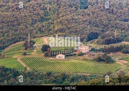 Weinberge in der Nähe von Orveito, Umbrien. Stockfoto