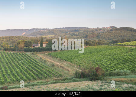 Weinberge in der Nähe von Orveito, Umbrien. Stockfoto