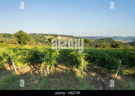 Weinberge in der Nähe von Orveito, Umbrien. Stockfoto