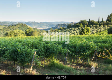 Weinberge in der Nähe von Orveito, Umbrien. Stockfoto