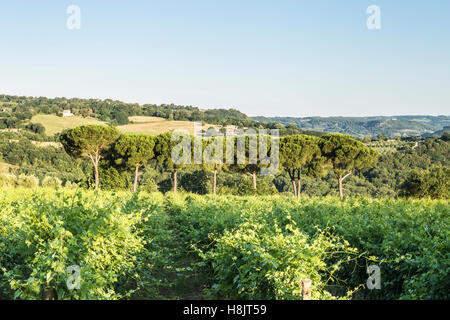 Weinberge in der Nähe von Orveito, Umbrien. Stockfoto