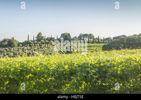 Weinberge in der Nähe von Orveito, Umbrien. Stockfoto