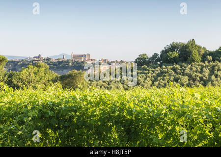 Weinberge in der Nähe von Orveito, Umbrien. Stockfoto