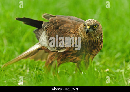 Männchen der Rohrweihe (Circus Aeruginosus) auf einer Sommerwiese. Polen, Bory Borów nationaler Park.Close, horizontale Ansicht mit Stockfoto