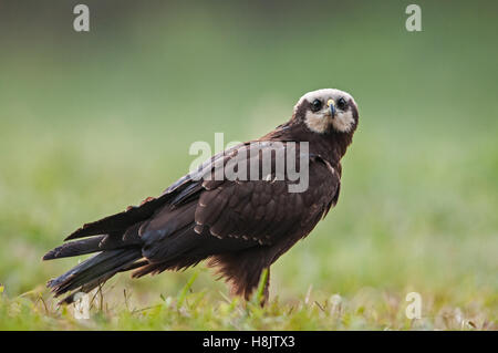 Weibliche Rohrweihe (Circus Aeruginosus) auf einer Sommerwiese. Polen, Bory Borów nationaler Park.Close, horizontale Ansicht wit Stockfoto