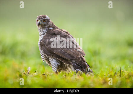 Habicht (Accipiter Gentilis) auf der Wiese im Sommer. Bory Borów Nationalpark in Poland.Horizontal Ansicht. Stockfoto