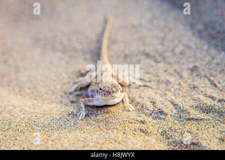 Eidechse, die versteckt in den Sand in der Wüste Gobi, China Stockfoto