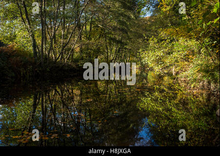 Herbstfärbung der Bäume durch den Fluß Teign in Dunsford Wood, Devon, UK. Stockfoto