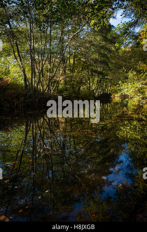 Herbstfärbung der Bäume durch den Fluß Teign in Dunsford Wood, Devon, UK. Stockfoto