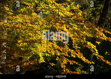 Herbstfarben auf den Blättern von einer gemeinsamen Buche Dunsford Wood, Devon, UK. Stockfoto