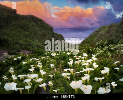 Calla-Lilien und Sonnenaufgang Wolken. Garrapata State Park, Kalifornien Stockfoto