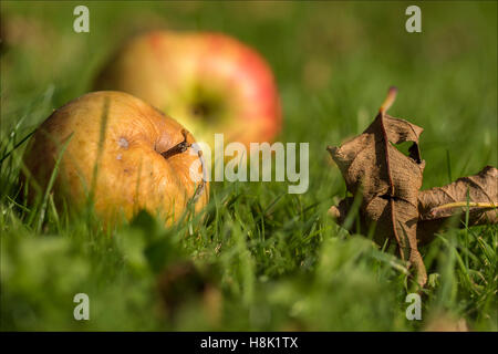 Einige faulenden Äpfeln unter ihrem Baum sitzt. Stockfoto