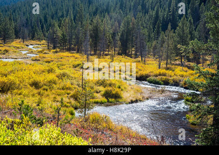 Tabernash, Colorado - Farben des Herbstes entlang Meadow Creek in den Rocky Mountains. Stockfoto