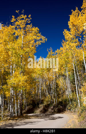 Tabernash, Colorado - Farben des Herbstes entlang einer unbefestigten Straße in den Rocky Mountains. Stockfoto