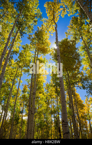 Steamboat Springs, Colorado - Beben Aspen (Populus Tremuloides) im Herbst am Muddy Pass auf die kontinentale Wasserscheide. Stockfoto