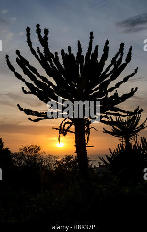 Silhouette von eindrucksvollen Kandelaber-Kaktus mit Sonnenuntergang in Angola. Fotografieren auf der Festung São Miguel in Luanda. Stockfoto