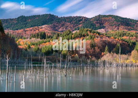 Herbstliche Waldlandschaft mit Berge, blauer Himmel und See-Tod in Rumänien am See Cuejdel Stockfoto