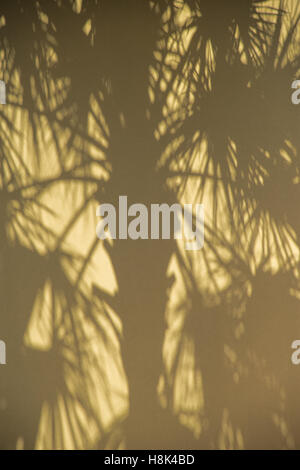 Palm Tree Schatten auf gelben Stuck Wand Stockfoto