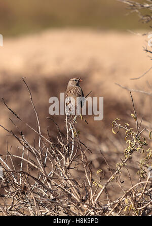 Weiß gekrönt Spatz, Zonotrichia Leucophrys, Sitzstangen unter den Pinsel auf die Tier-und Pflanzenwelt bewahren der Bolsa Chica in Huntington Bea Stockfoto