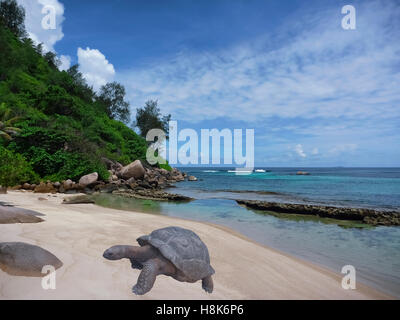 Tropische Strände und gigantische Schildkröte. Aldabra Riesenschildkröte. Malerische Landschaft, Sandstrand, Meeresbucht, Insel Praslin, Seychellen Stockfoto