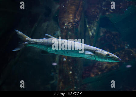 Großer Barracuda (größten Barracuda), auch bekannt als die riesigen Barrakudas. Stockfoto