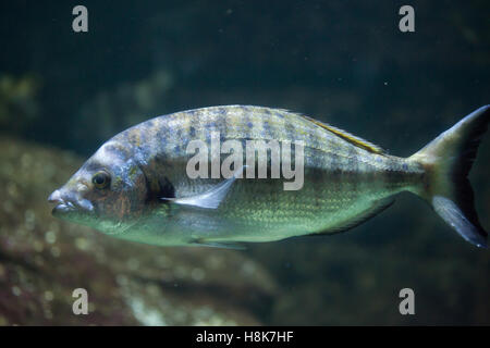 Sharpsnout Goldbrasse (Diplodus Puntazzo). Meeresfische. Stockfoto