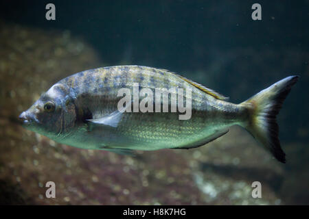Sharpsnout Goldbrasse (Diplodus Puntazzo). Meeresfische. Stockfoto