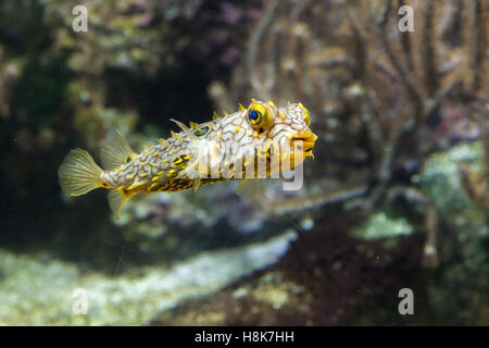 Gestreifte Burrfish (Chilomycterus Schoepfi), auch bekannt als der stacheligen Kofferfisch. Stockfoto